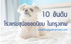 10 อันดับ โรงแรมสุนัขยอดนิยม ในกรุงเทพ