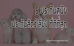 5 ประกันสุนัข ประกันสัตว์เลี้ยง คุ้มครองน้องหมาแมว ลดภาระพ่อแม่ ไม่ต้องจ่ายหนัก ที่ไหนดีประจำปี 2022